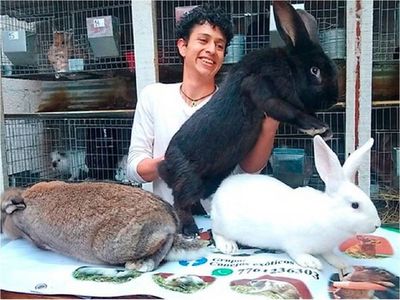 Un estudiante mexicano cría los conejos más grandes del mundo