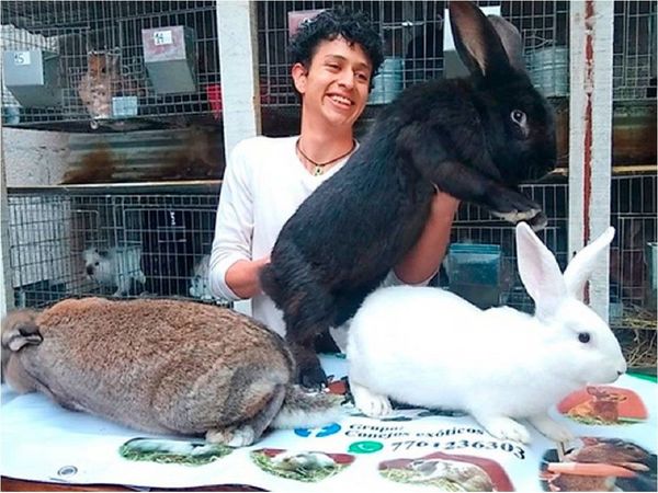 Un estudiante mexicano cría los conejos más grandes del mundo