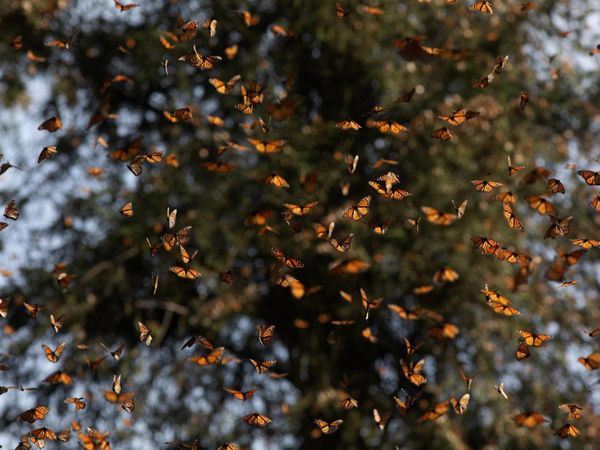 Las mariposas monarca se retiran de mala estancia en México