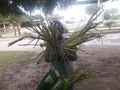 Ofertan en Fuerte Olimpo hojas de palma para el Domingo de Ramos - Nacionales - ABC Color