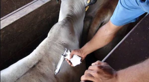Senacsa anuncia segundo periodo de vacunación de bovinos