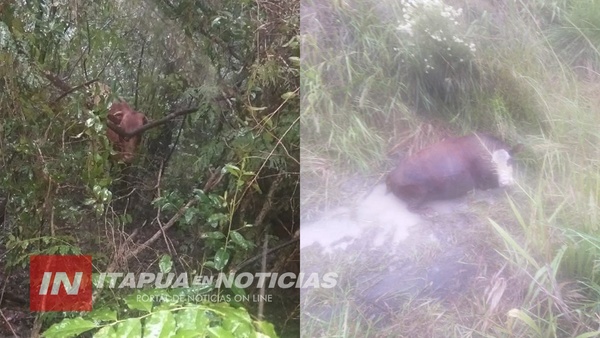 POLICÍAS ANTIABIGEATO RECUPERAN PARTE DE GANADO HURTADO. 