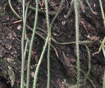 Las epífitas a nuestro alrededor, parasitosis mecánica clave en la naturaleza