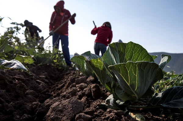 El futuro de la polémica reforma eléctrica mexicana alerta al sector agrícola - MarketData