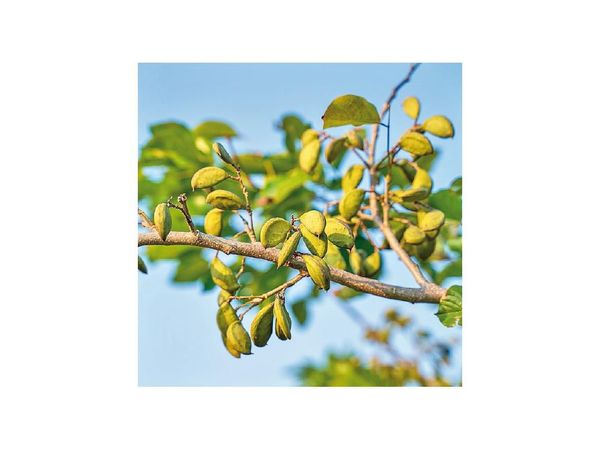 Pongamia para reforestación