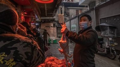 La OMS ve probable que el COVID-19 venga de animales | Ñanduti