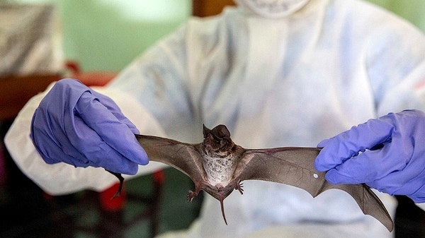La OMS dice que lo más probable es que el coronavirus se haya originado en animales | .::Agencia IP::.