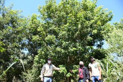 Recuperan 70% de cobertura forestal de la parcela del Mbaracayú