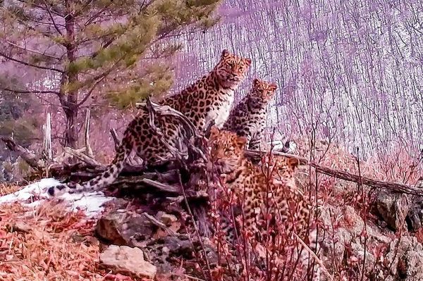 Captan a familia de leopardo Amur, felinos en peligro de extinción - Ciencia - ABC Color