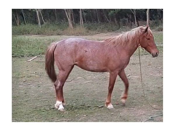 Ofrecen recompensa por yegua desaparecida: "Es parte de nuestra familia"