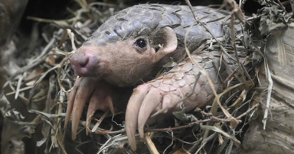 La Nación / En busca del animal que transmitió el coronavirus al hombre