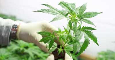 Nueva York legaliza la marihuana para uso recreativo - C9N