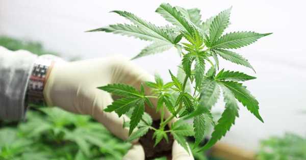 Nueva York legaliza la marihuana para uso recreativo - C9N