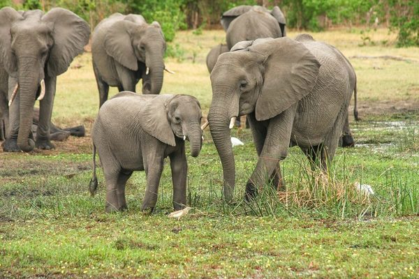 Las especies de elefantes africanos ahora están en peligro de extinción | Ñanduti