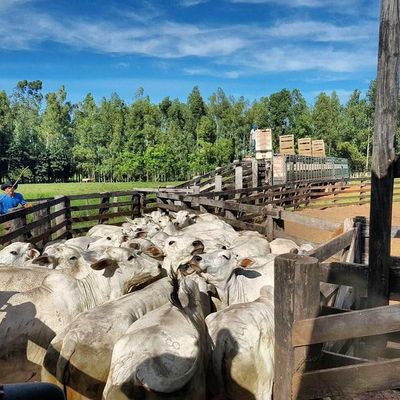 Precios de las haciendas gordas a frigoríficos continúan con tendencia bajista