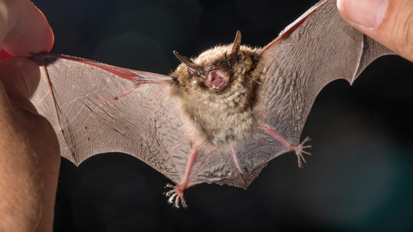 La OMS aclara el origen más probable del coronavirus: saltó de un murciélago a otro animal