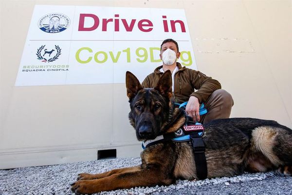 Italia empieza un estudio con perros para detectar el covid-19 con el olfato - Mascotas - ABC Color