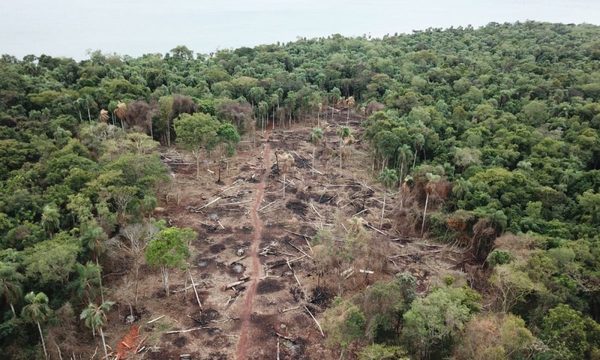 Juzgado dispone juicio oral para sindicados de deforestar propiedad de ITAIPU en Puerto Indio