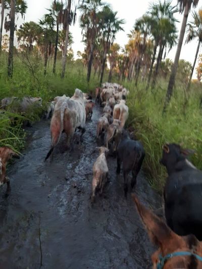 Recuperan animales vacunos robados en Bahía Negra - Nacionales - ABC Color