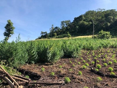 Eliminan más de cincuenta hectáreas de marihuana en operativo Nueva Alianza | Ñanduti