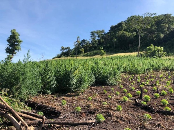 Eliminan más de cincuenta hectáreas de marihuana en operativo Nueva Alianza | Ñanduti