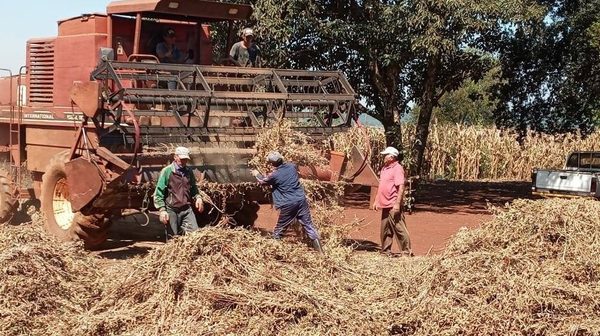 Pequeños campesinos tienen rendimientos de soja de más de 3.500 kilos por hectárea