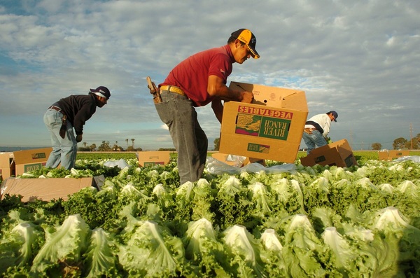 Mexicanos trabajan el campo en Puerto Rico ante la falta de mano de obra local - MarketData