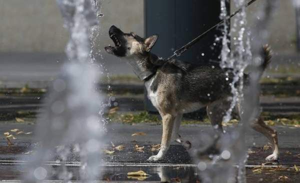 Diario HOY | Rusia registra la primera vacuna anticovid para animales