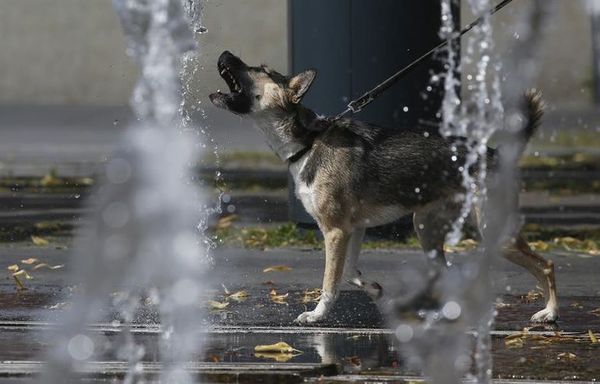 Rusia registra la primera vacuna anticovid para animales - Mundo - ABC Color