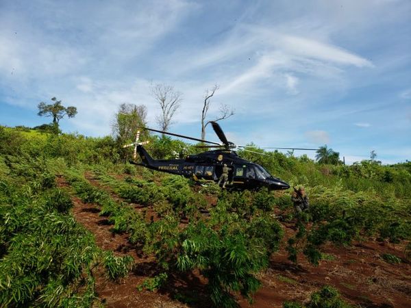 Paraguay y Brasil anularon cerca de 2 Mil Toneladas de Marihuana en operación conjunta