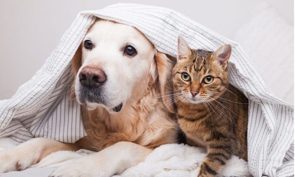 Registran la primera vacuna contra el covid-19 para animales