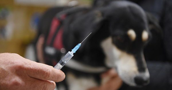 La Nación / Rusia aprueba la vacuna Carnivac-Cov para animales