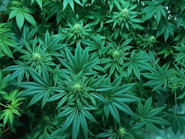 Nueva York legaliza oficialmente la marihuana para uso recreativo