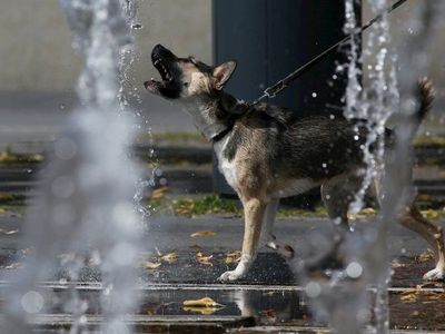Rusia registra la primera vacuna anti-Covid para animales