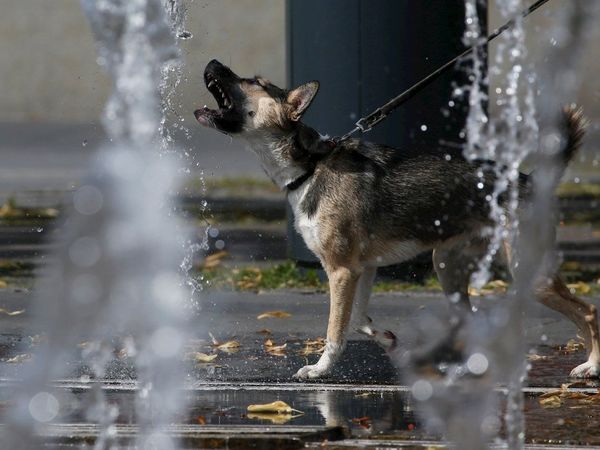 Rusia registra la primera vacuna anti-Covid para animales