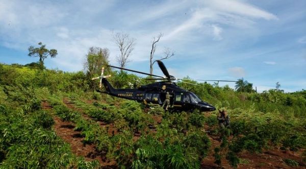 Amambay: Se anularon cerca de 2.000 toneladas de marihuana