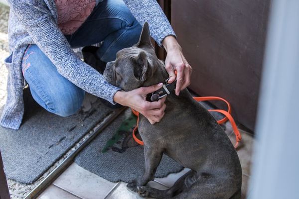 ¿Quién sale a pasear con el perro cuando el dueño cumple cuarentena? - Mascotas - ABC Color