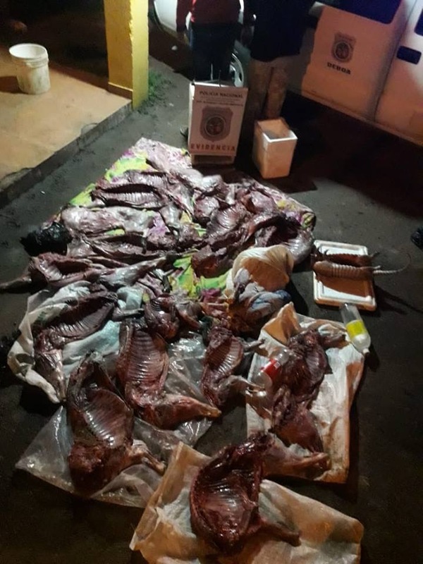 Incautan piezas de animales silvestres en Cerrito - El Trueno