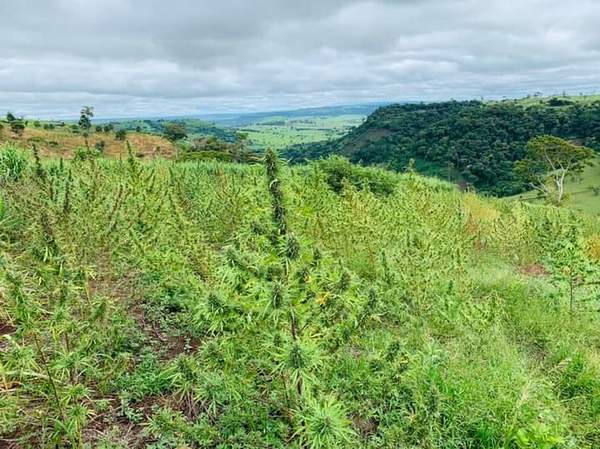 Destruyen 635 hectáreas de plantaciones de marihuana y 104 campamentos