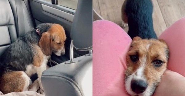 Tiktoker muestra cómo le ha cambiado la vida a un cachorro que rescató de un refugio de animales - C9N