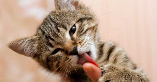 Rusia anuncia la primera vacuna contra el coronavirus para animales - C9N