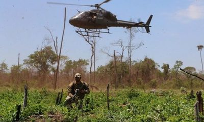 Anulan cerca de 2.000 toneladas de marihuana en Amambay – Diario TNPRESS
