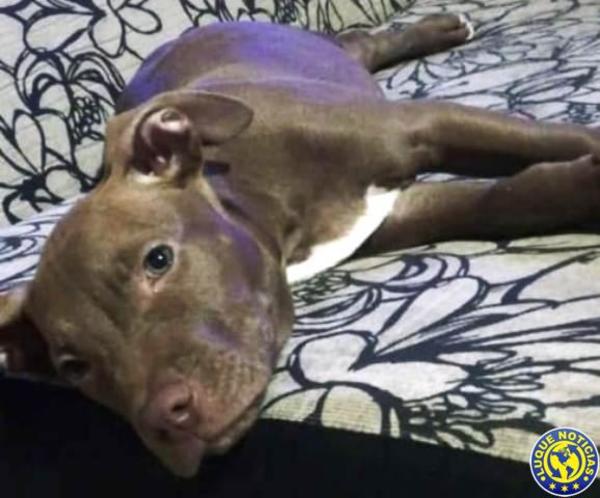 Ofrecen recompensa por un Pitbull •