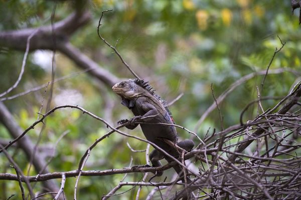 Una iguana invasora de América Latina amenaza a la iguana de las Antillas - Nacionales - ABC Color