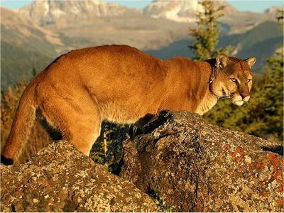Liberan a un puma, de especie amenazada, en Ecuador