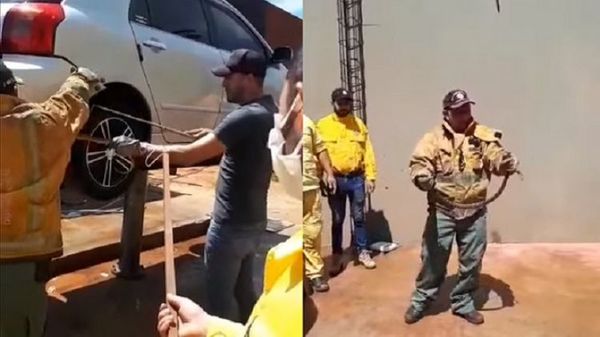 Rescatan a víbora venenosa de un automóvil