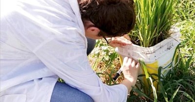 La Nación / Evalúan efecto de aplicación de silicio en cultivos de arroz