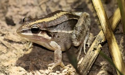 Ranas y sapos como indicadores de la calidad ambiental