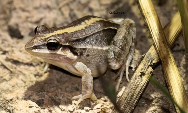 Ranas y sapos como indicadores de la calidad ambiental