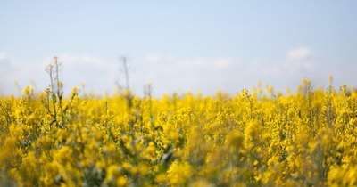 La Nación / En la nueva campaña prevén mejores rendimientos de la canola